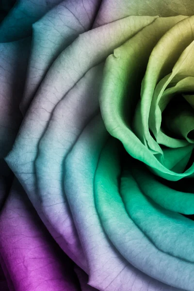 stock image Multicolor rose