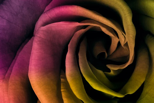 다색 장미 — 스톡 사진