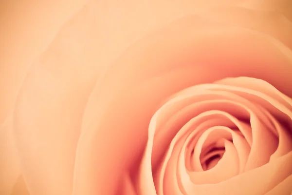 Rosa naranja macro — Foto de Stock