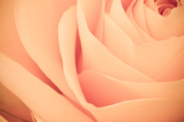 Oranssi ruusu makro — kuvapankkivalokuva