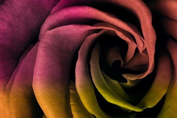 Rosa multicolor — Foto de Stock