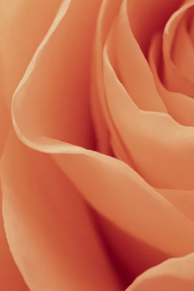 Macro rose orange — Photo