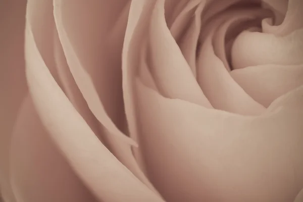 Trandafir macro — Fotografie, imagine de stoc