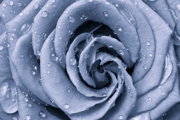 Niebieska róża — Zdjęcie stockowe