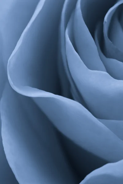 Mavi gül makro — Stok fotoğraf
