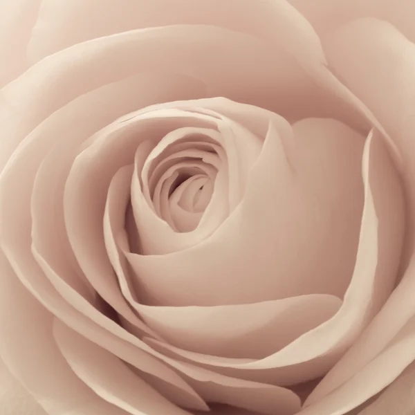 Rosa macro — Foto de Stock