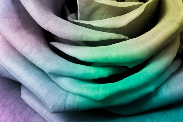 Multicolor rose — Stockfoto