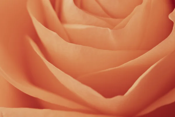 stock image Orange rose macro