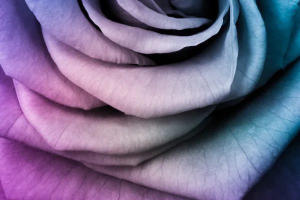 Többszínű rose — Stock Fotó