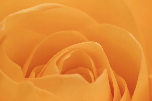 stock image Orange rose macro