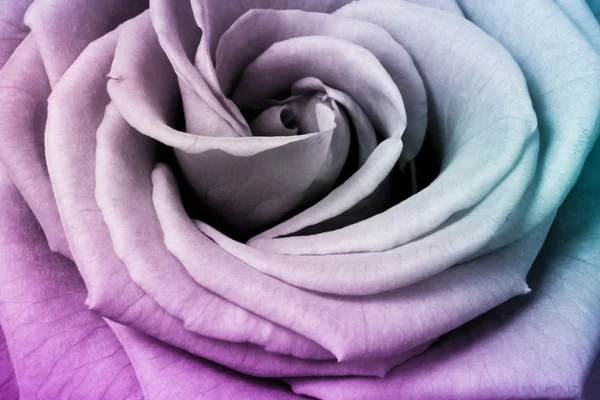 多色のバラ — ストック写真