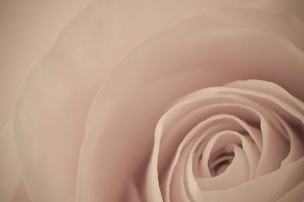 stock image Rose macro