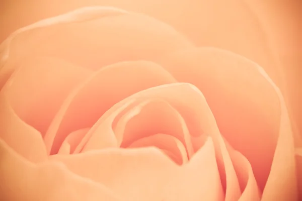 stock image Orange rose macro