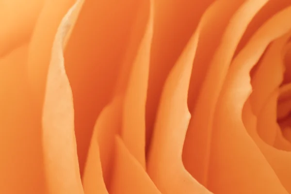 Orange rose macro — Stock Photo, Image