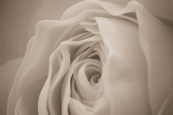 Белый розовый макро — стоковое фото