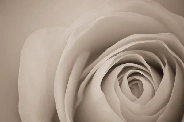 Fehér Rózsa makró — Stock Fotó