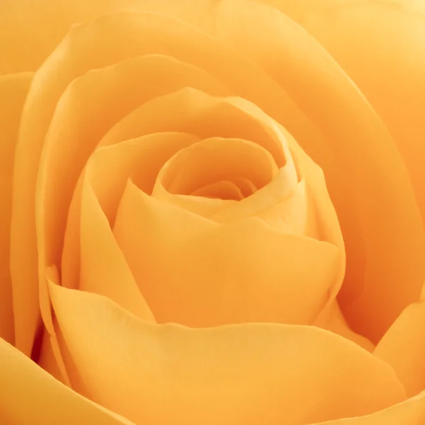 オレンジ色のバラ マクロ — ストック写真