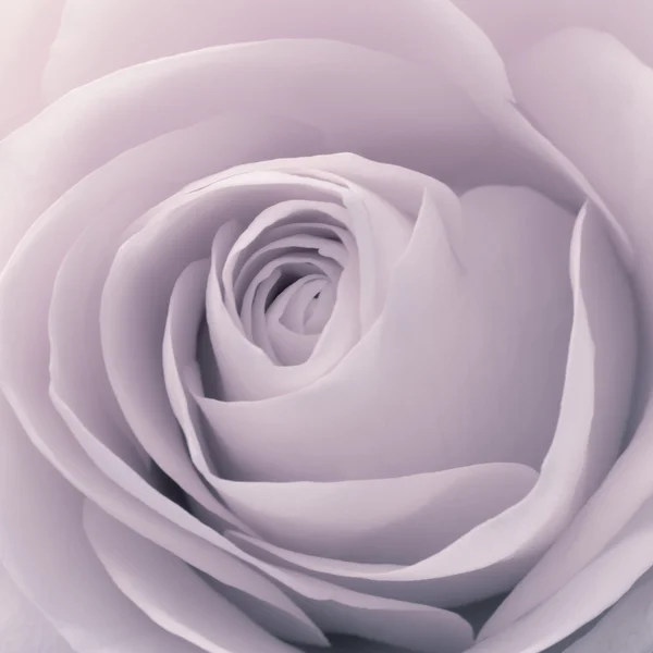 Rose macro — Stockfoto