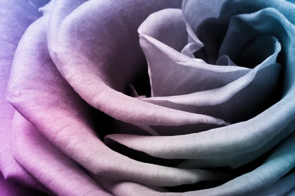 Multicolor rose — Stock Photo, Image