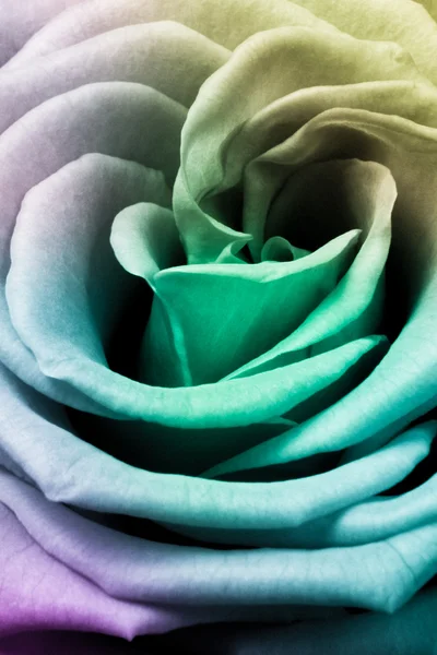 Bunte Rose — Stockfoto