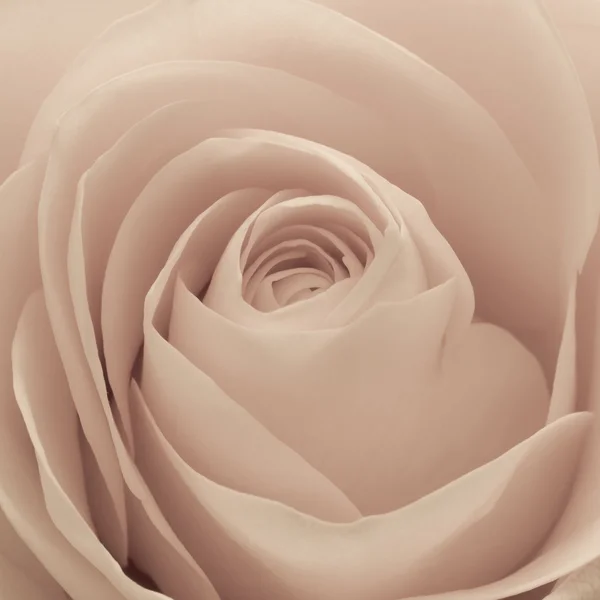 Rosa macro — Foto de Stock