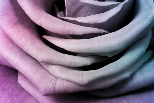 Rose multicolore — Photo