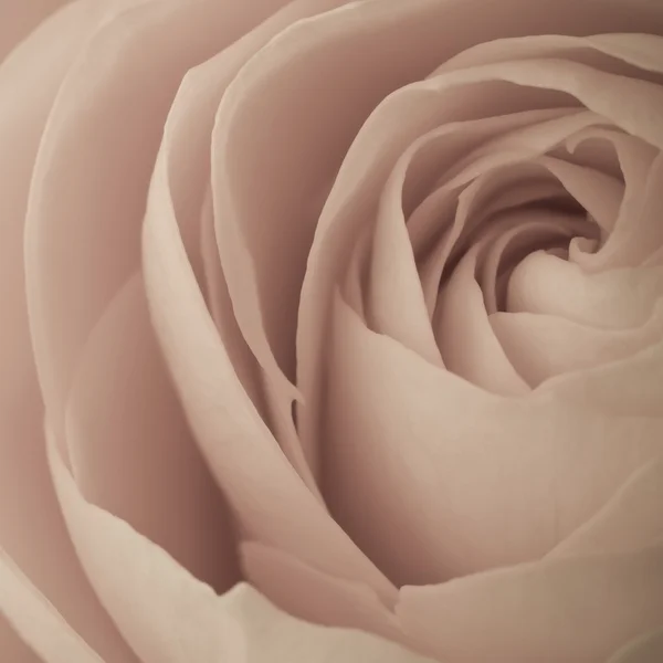 Rosa macro — Fotografia de Stock