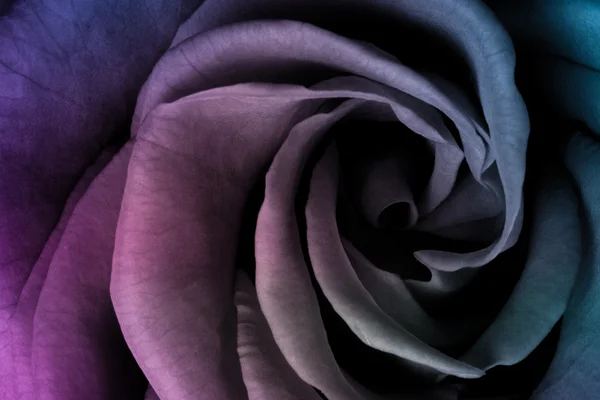다색 장미 — 스톡 사진