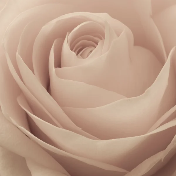 Rose macro — Stock Photo, Image