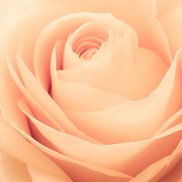 Oranje rose macro — Stockfoto