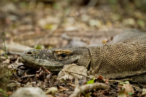 stock image Komodo dragon in natural habitat