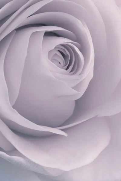 Rózsa makró — Stock Fotó