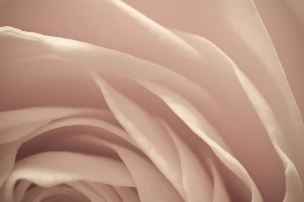 Розовый макрос — стоковое фото