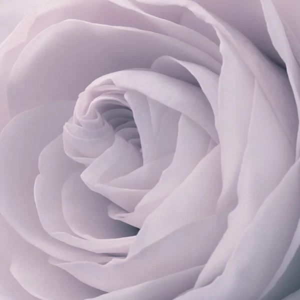 Rose macro — Stockfoto