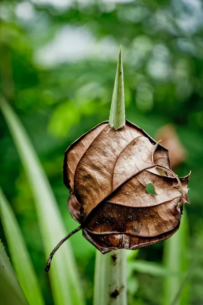 Oude blad doorboord door groene spike van ananas blad — Stockfoto