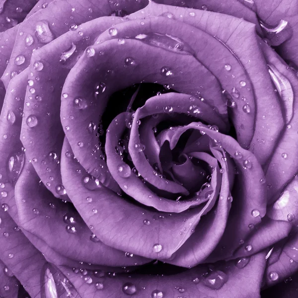 Violett rose — Stockfoto