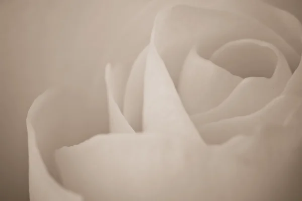 흰색 장미 매크로 — 스톡 사진