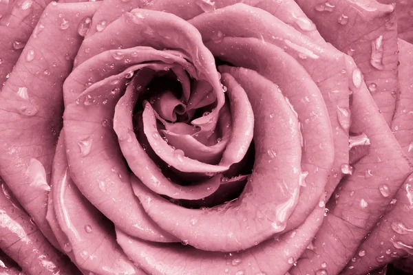 stock image Pink rose