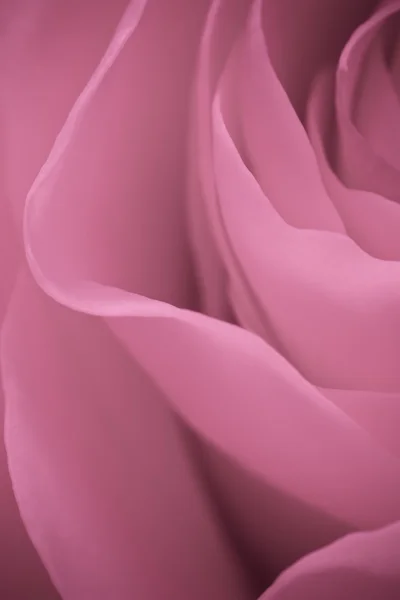 Roze roos macro — Stockfoto