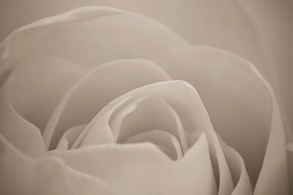 Белый розовый макро — стоковое фото