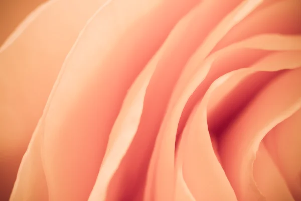 stock image Orange rose macro