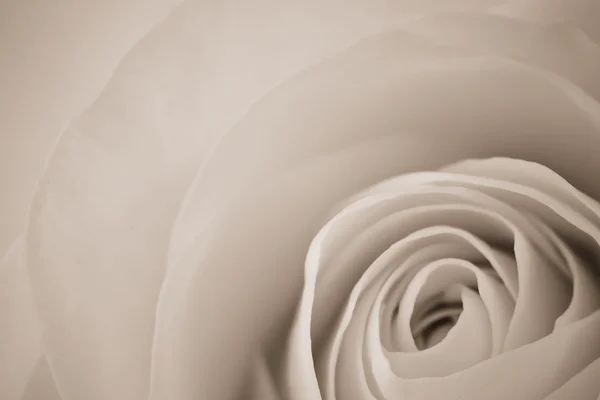 White rose macro — Stock Photo, Image