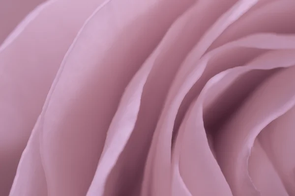 Pink rose macro — Stock Photo, Image