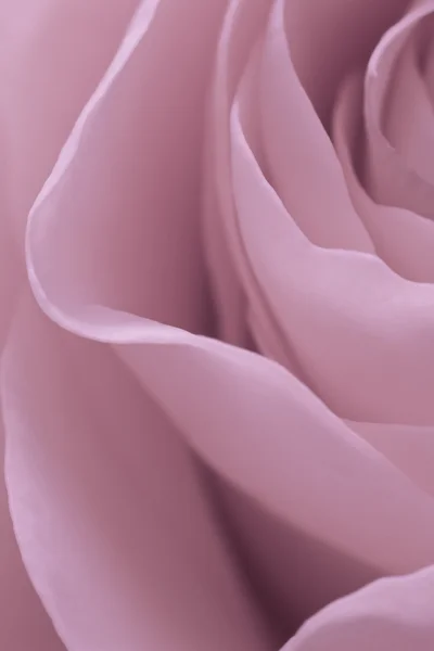 Makro rosa Rose — Stockfoto