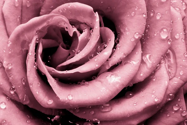 stock image Pink rose