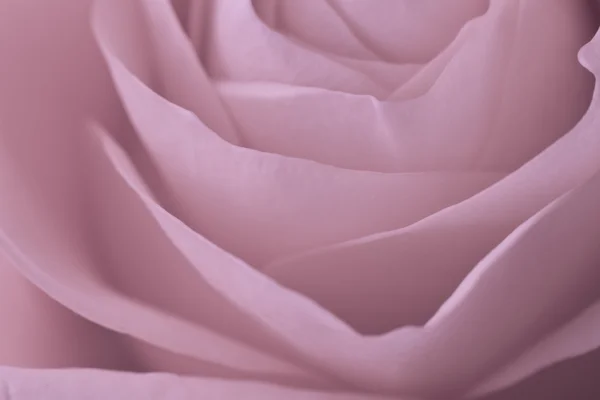Makro rosa Rose — Stockfoto