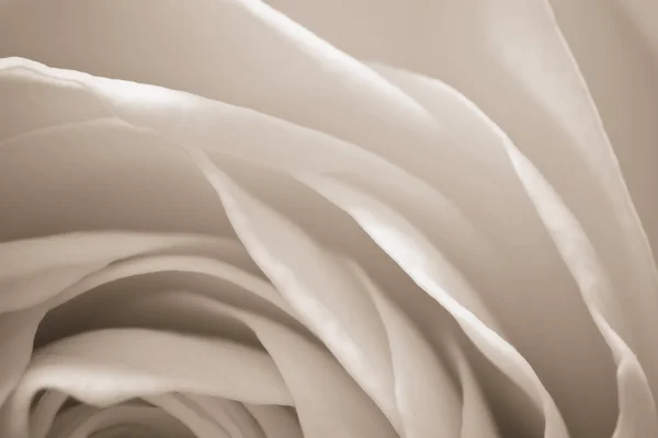Macro rose blanche — Photo