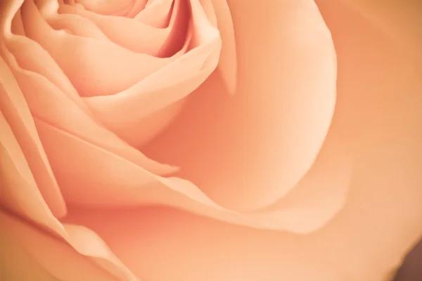 Macro rosa arancione — Foto Stock