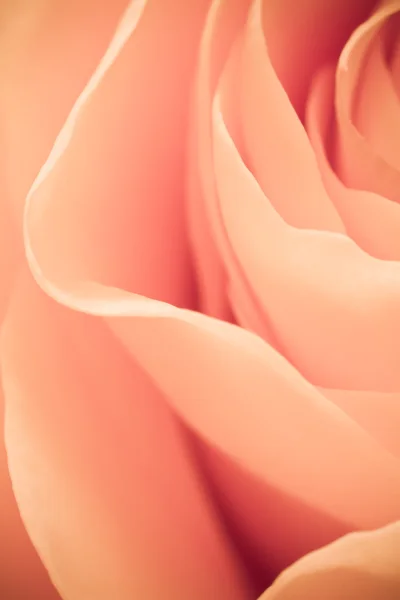 Oranje rose macro — Stockfoto