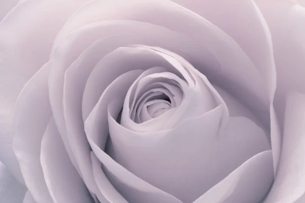 Růže makro — Stock fotografie